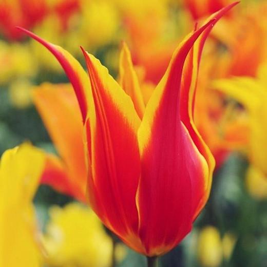 Tulipa 'Fly away, Tulip 'Fly away', Lily-Flowered Tulip 'Fly away', Lily-Flowered Tulips, Spring Bulbs, Spring Flowers,Tulipe Fly away, Lily Flowered Tulip, Red tulip, bicolor tulip, mid late season tulip, mid late spring tulip